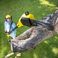 Best Tree Maintenance Programs  in Palmyra, WI